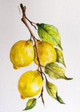 Load image into Gallery viewer, Fruit Study 2 Grapefruit and Lemon Beginners Watercolor Class