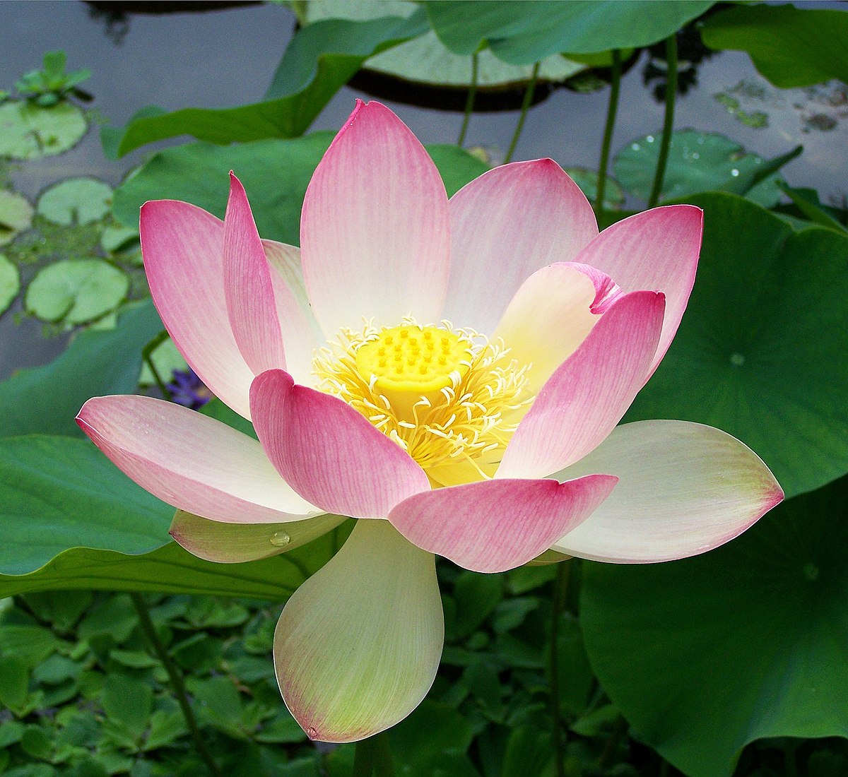 Lotus Flower Beginner's Watercolor Class | A HuArt + Sober Women Duluth Collab