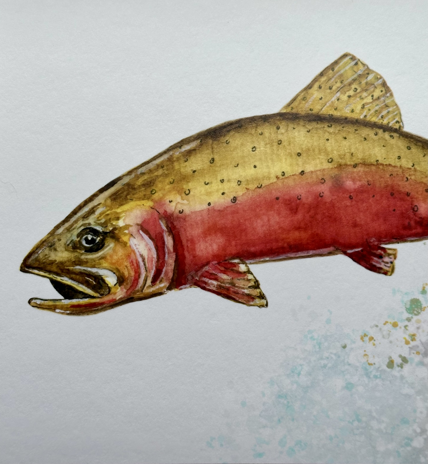 Colorado Cutthroat Trout 5 x 7 Print