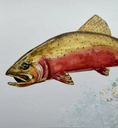 Load image into Gallery viewer, Colorado Cutthroat Trout 8 x 10 Print

