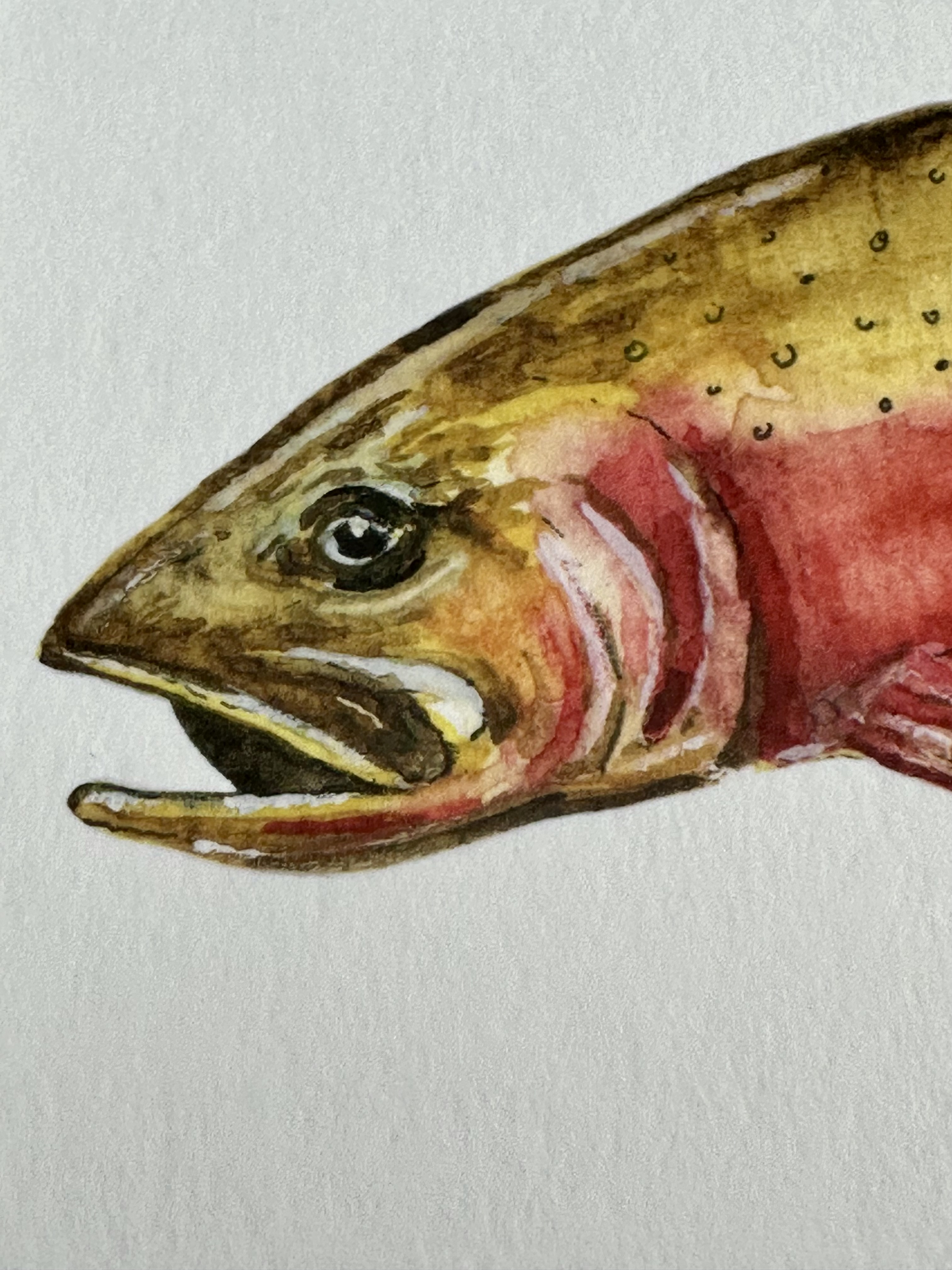 Colorado Cutthroat Trout 5 x 7 Print