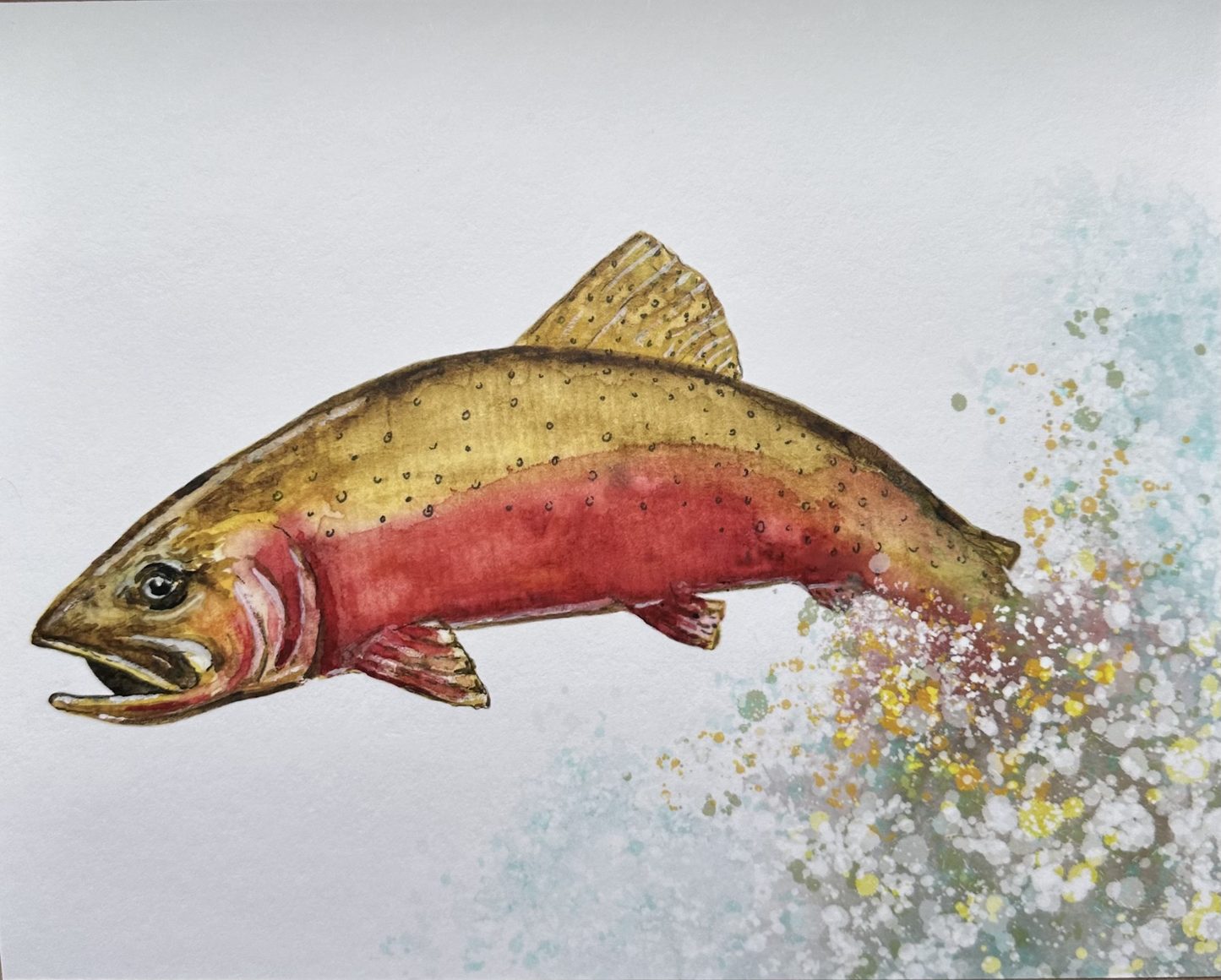 Colorado Cutthroat Trout 8 x 10 Print