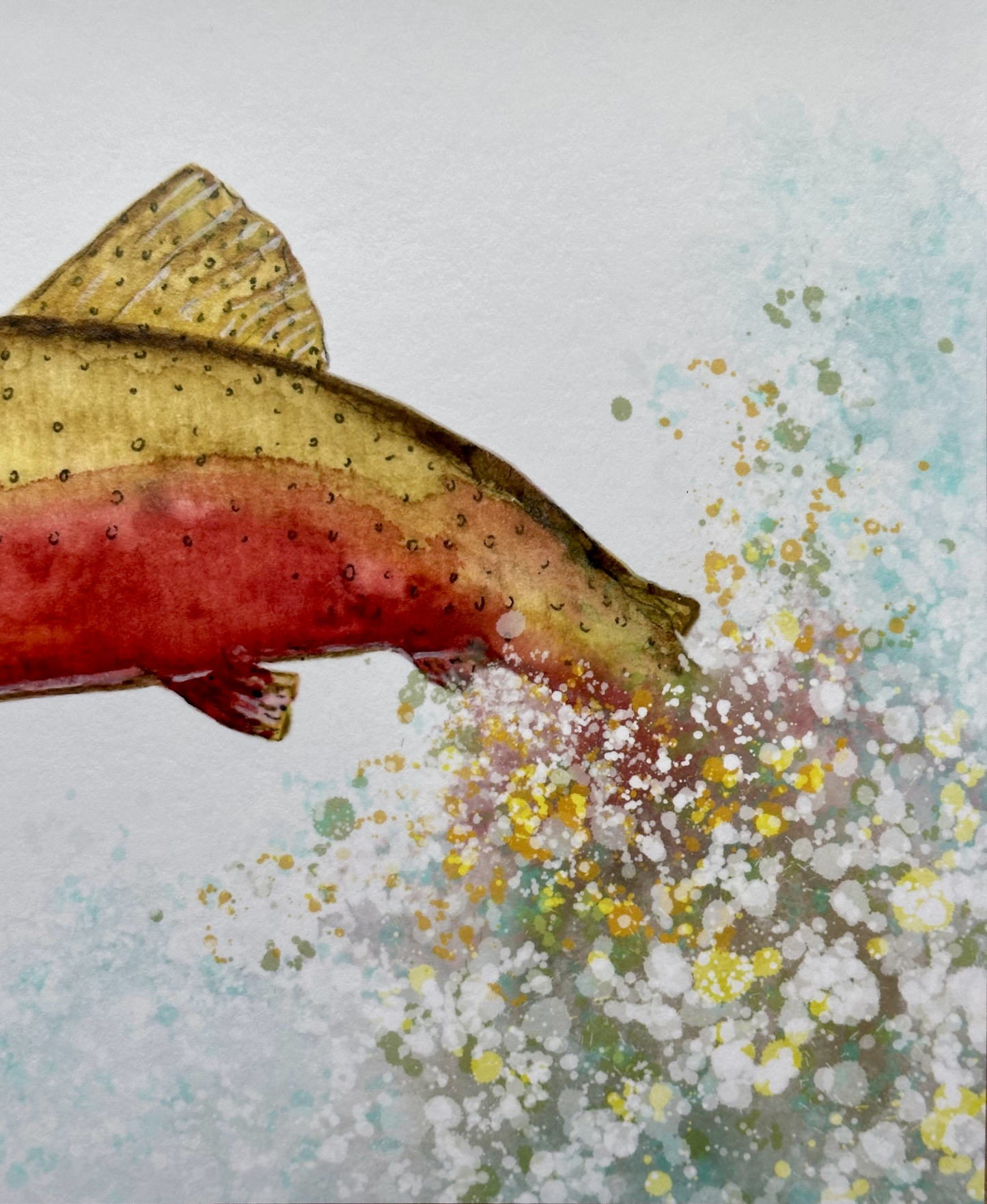 Colorado Cutthroat Trout 5 x 7 Print