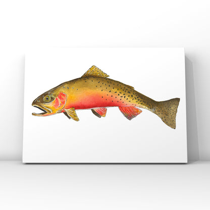 Cutthroat Trout 8” x 10” Print