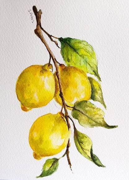 Fruit Study 2 Grapefruit and Lemon Beginners Watercolor Class