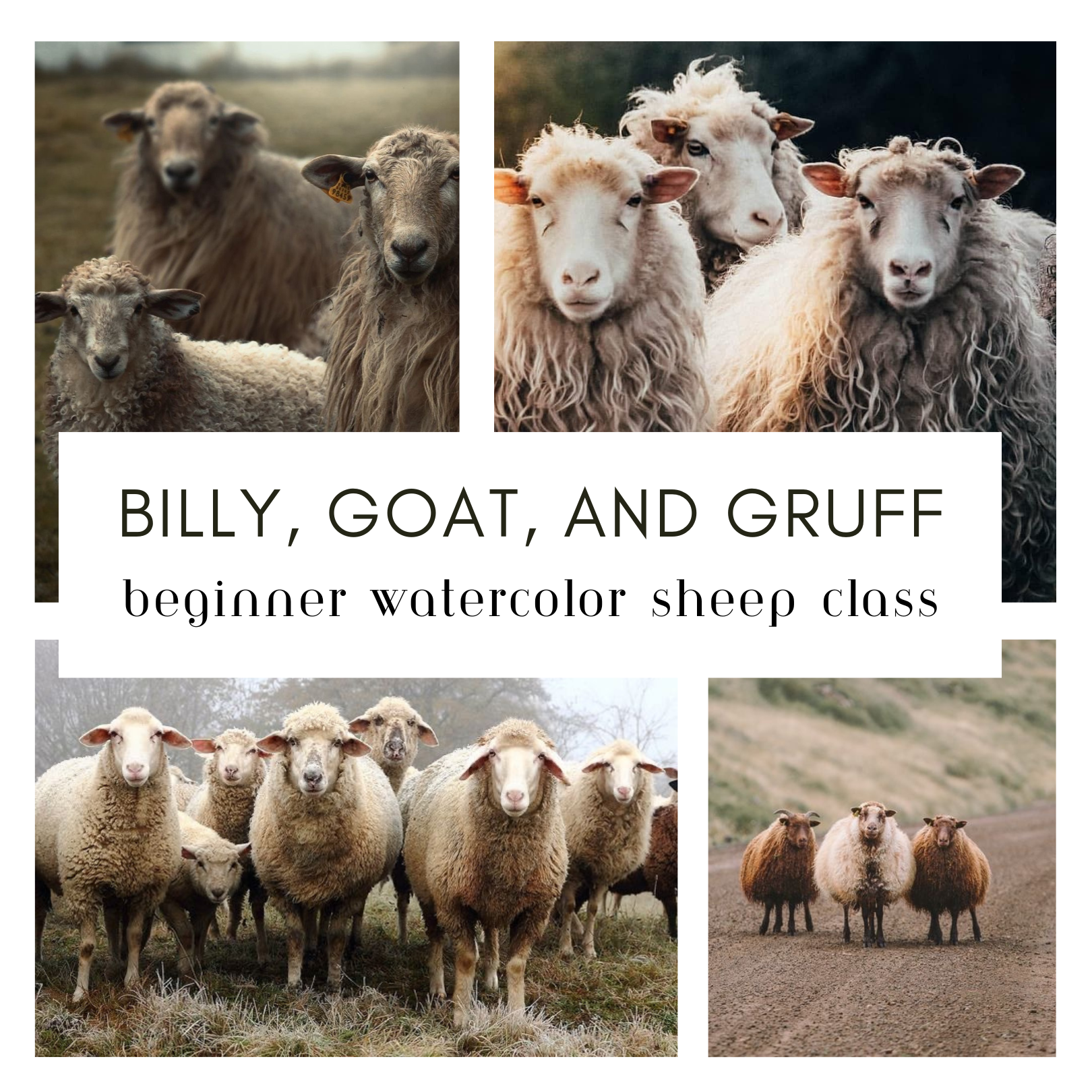 Watercolor Sheep Class